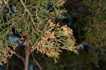 Eastern redcedar